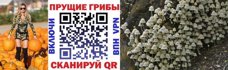 купить  сайты  Черепаново  Галлюциногенные грибы Psilocybine cubensis 